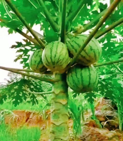 网红带货真相百姓吃瓜视频,百姓吃瓜背后的故事