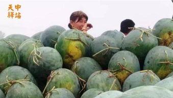 临沂网红吃瓜现场,揭秘网络红人幕后故事