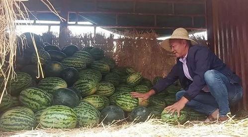 瓜农吃瓜网,揭秘瓜农生活，畅享田园乐趣