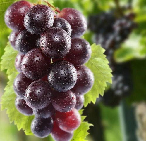 网红吃瓜葡萄图片大全集