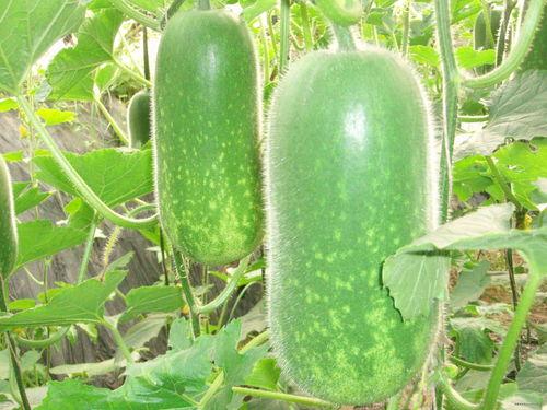 网爆全国各地吃瓜视频,各地特色美食视频大集合