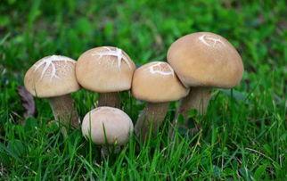 17c555吃瓜网蘑菇