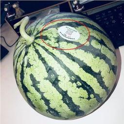 吃瓜网红图片大全集