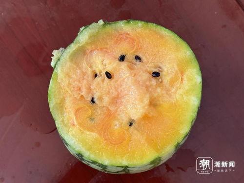 康县网红二饼掰开吃瓜,一瓜两吃，瓜界新潮流
