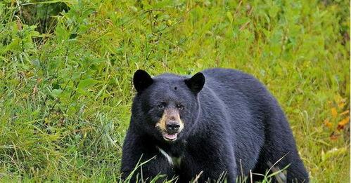 网红困熊吃瓜视频,一场意外的网络狂欢