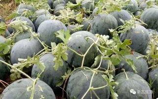 盐山网红吃瓜群微信号是多少,微信号背后的神秘世界